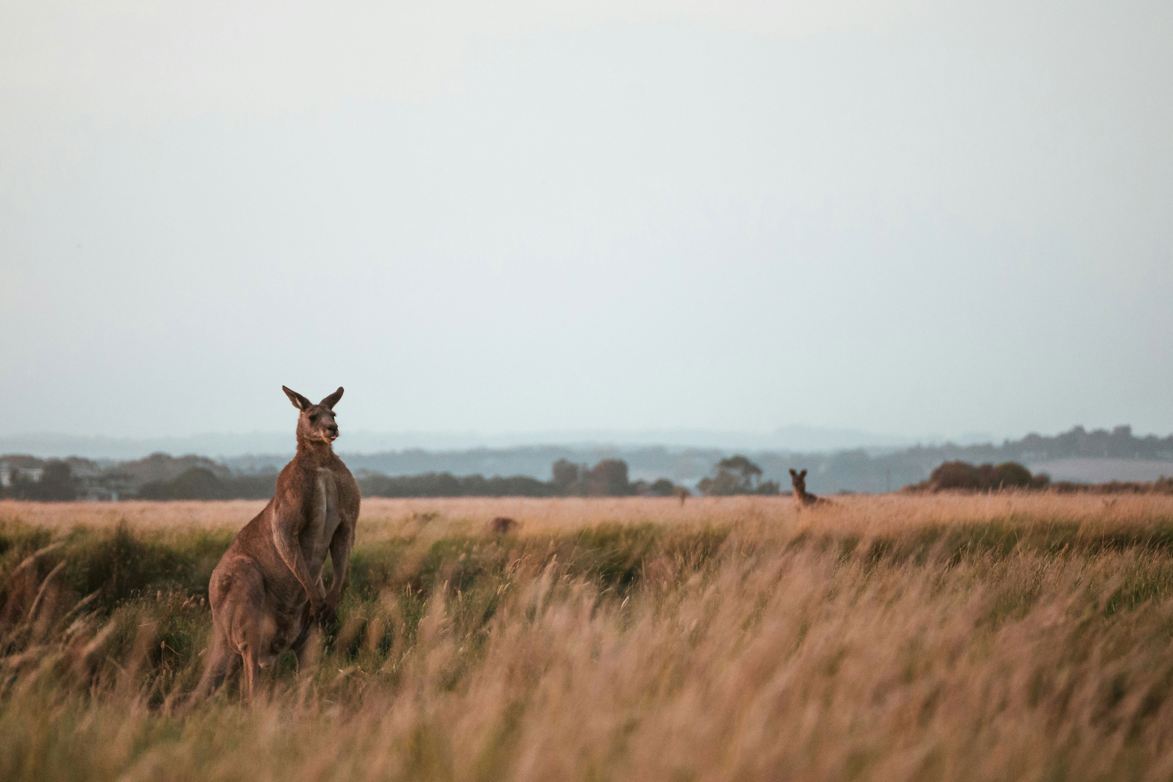 Two kangaroos peeking above grasslands on the Australian countryside
