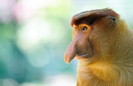 borneo-sabah-malaysia-male-proboscis-monkey-cover