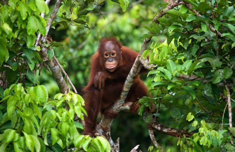 Minne matkustaa elokuussa - Borneon sademetsän asukki - KILROY