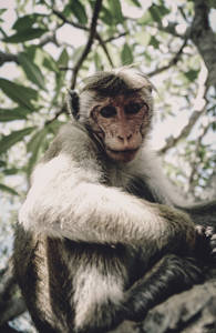 sri-lanka-monkey-sidebar