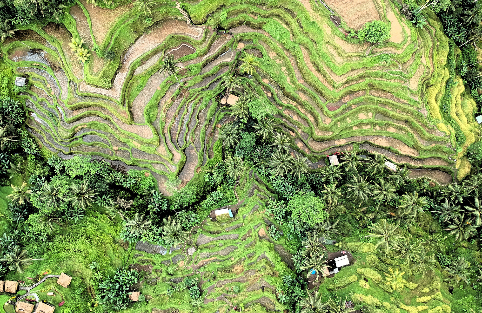 Vehreitä riisipeltoja Balilla