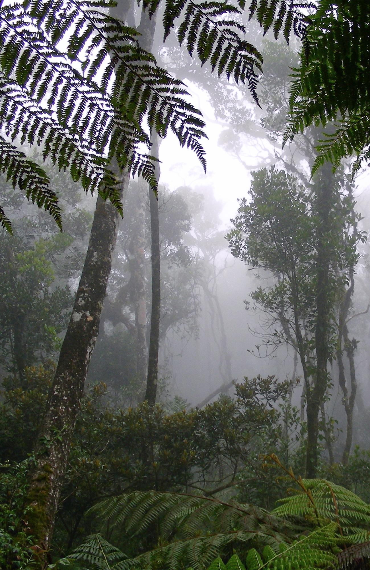 Matka Kalimantanille (Borneoon) - KILROY