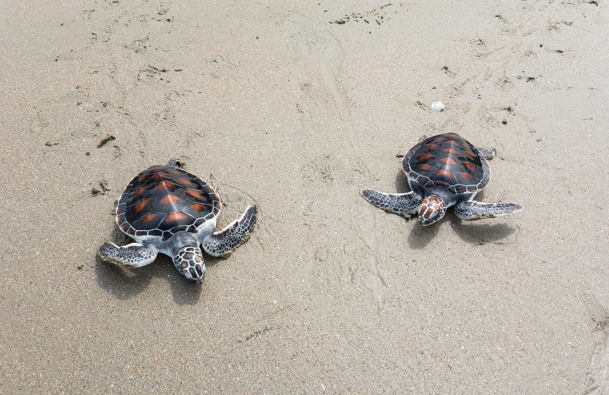 Matka Kalimantanille (Borneoon) - KILROY