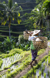 indonesia-ricefield-bali-sidebar