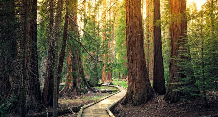 california-seqouia-national-park-sunlight-cover