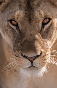 kruger-national-park-lioness-sidebar