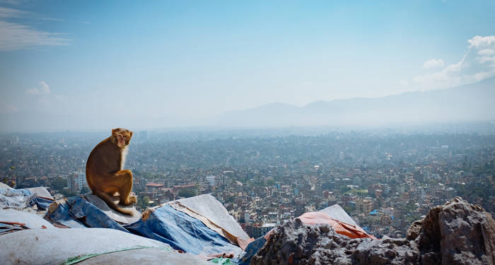 kathmandu-monkey-at-swayambhunath-cover
