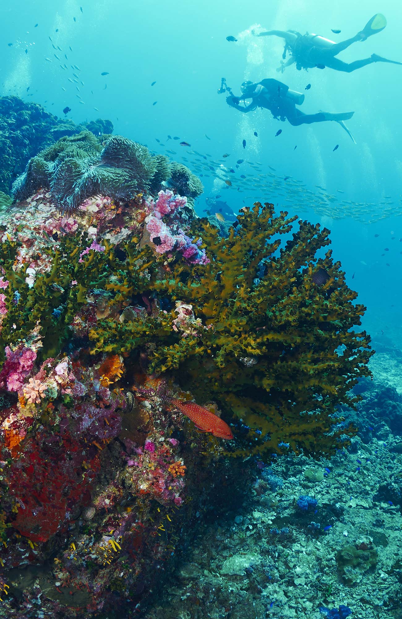 Sukellus Pohjois-Amerikassa - KILROY