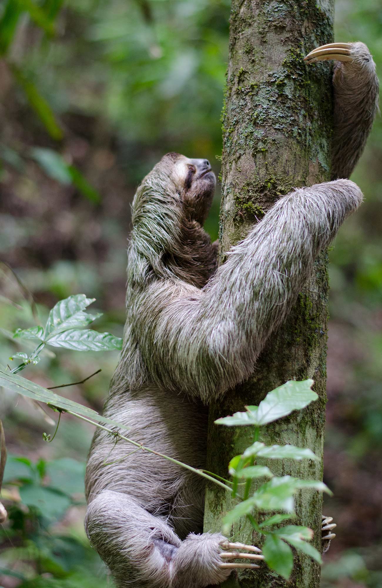 Vapaaehtoistyö Väli-Amerikassa - KILROY