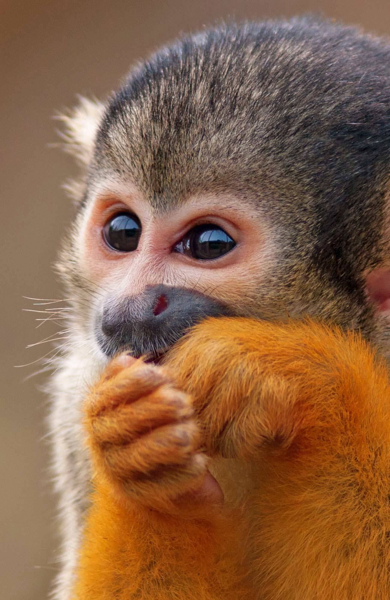 central-america-costa-rica-squirrel-monkey-sidebar