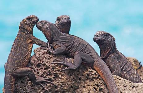 galapagos-ecuador-iguanas-cover