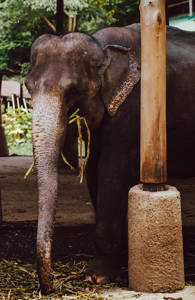 volunteering-chiang-mai-thailand-elephant-sidebar