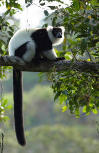 madagascar-lemur-sidebar