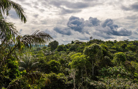 amazonin sademetsä ecuadorissa