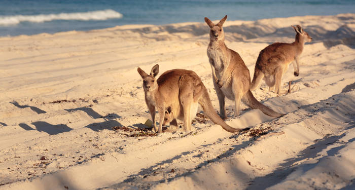 brisbane-australia-kangaroos-bribie-island-beach