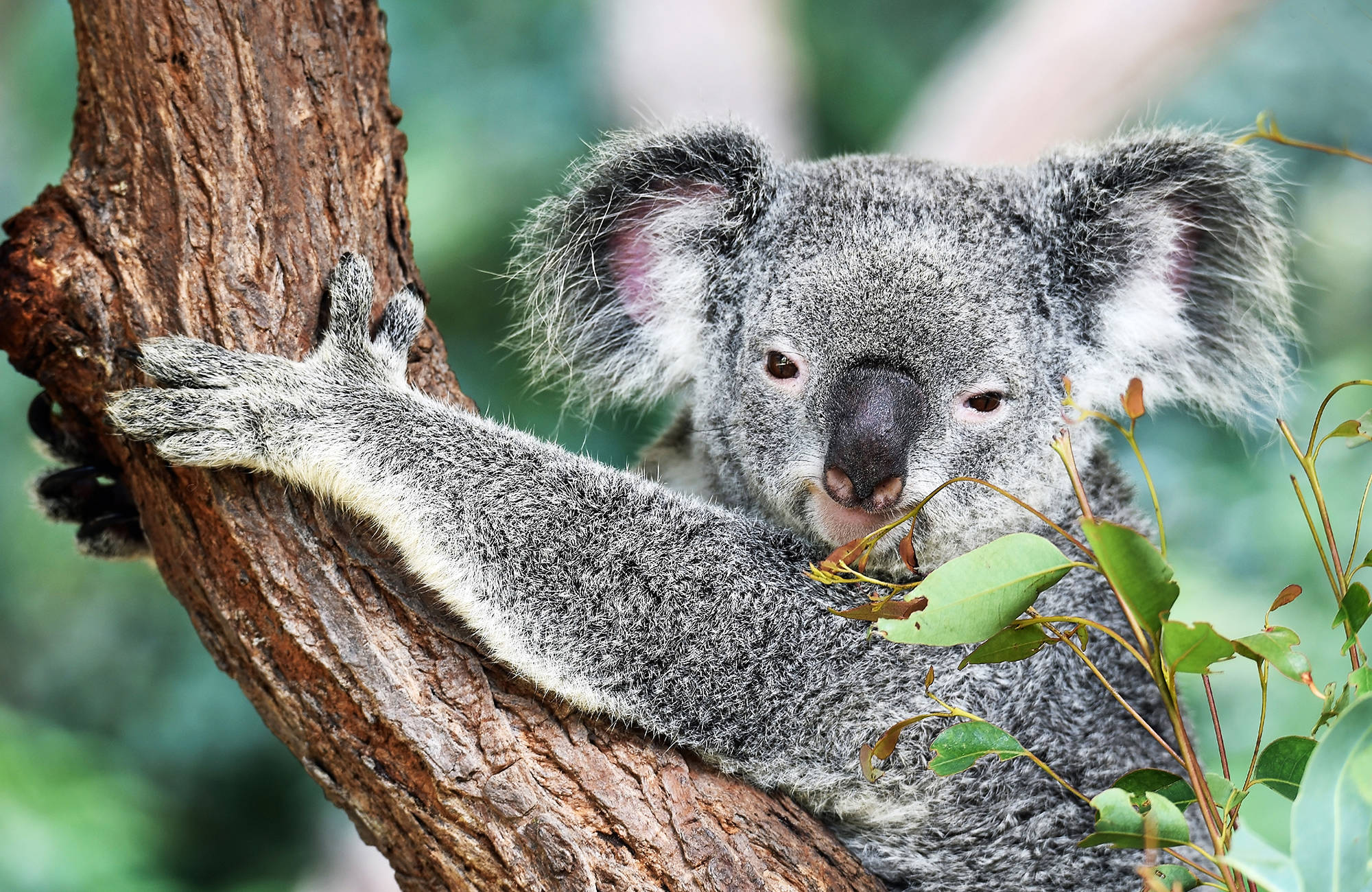 Ihmettele suloisia koaloja Australian matkalla