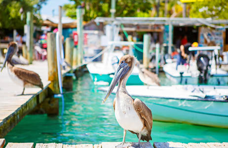 florida-keys-islamorada-pelicans-cover