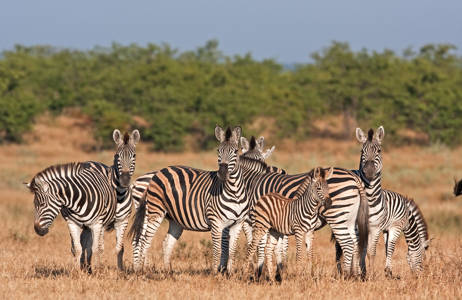 kruger-national-park-zebras-cover
