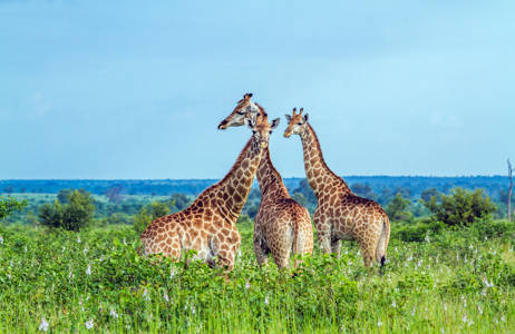 kruger-national-park-giraffes-amid-greenery-cover