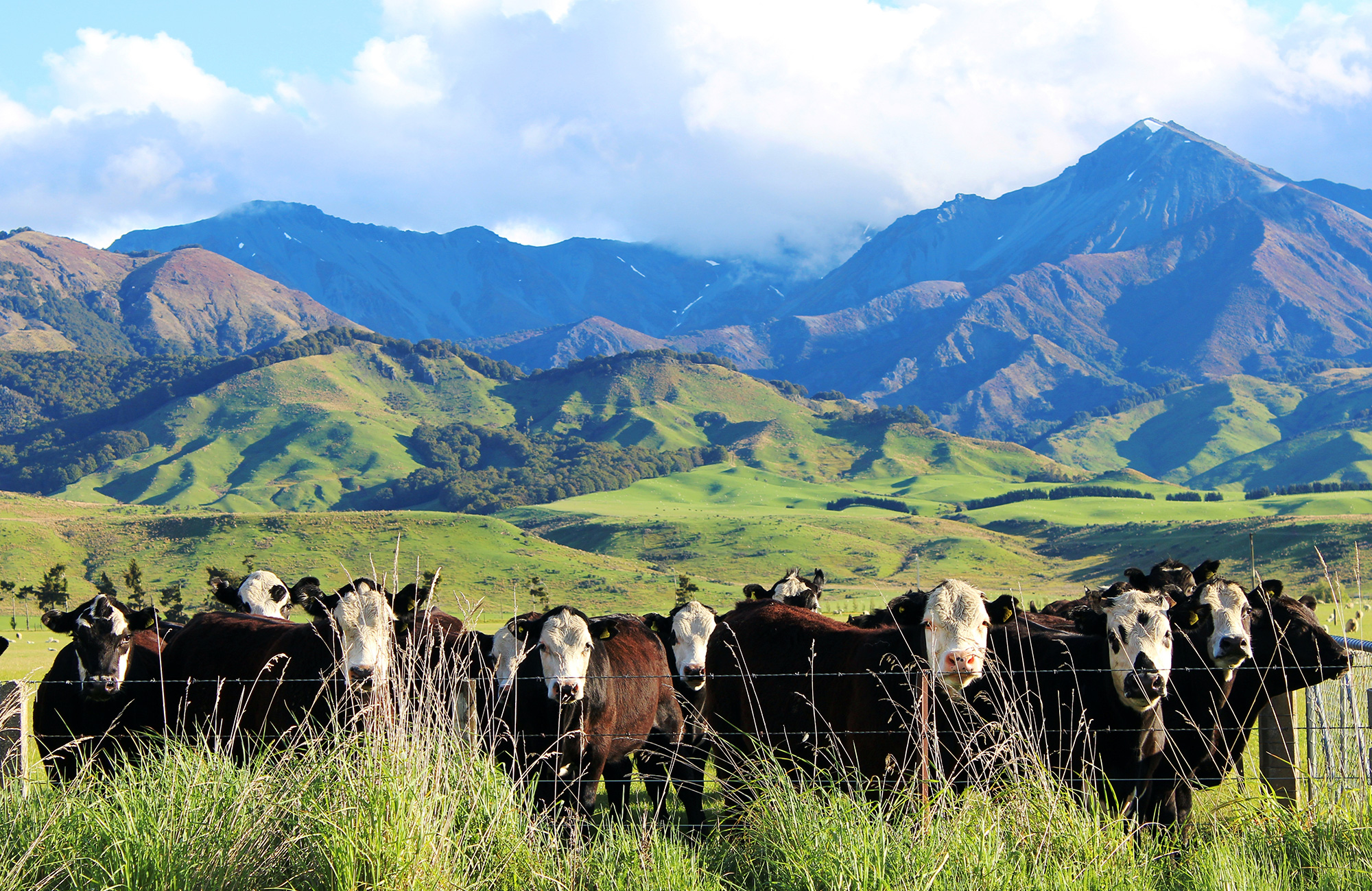 new-zealand-mountanous-country-side-cattle-cover