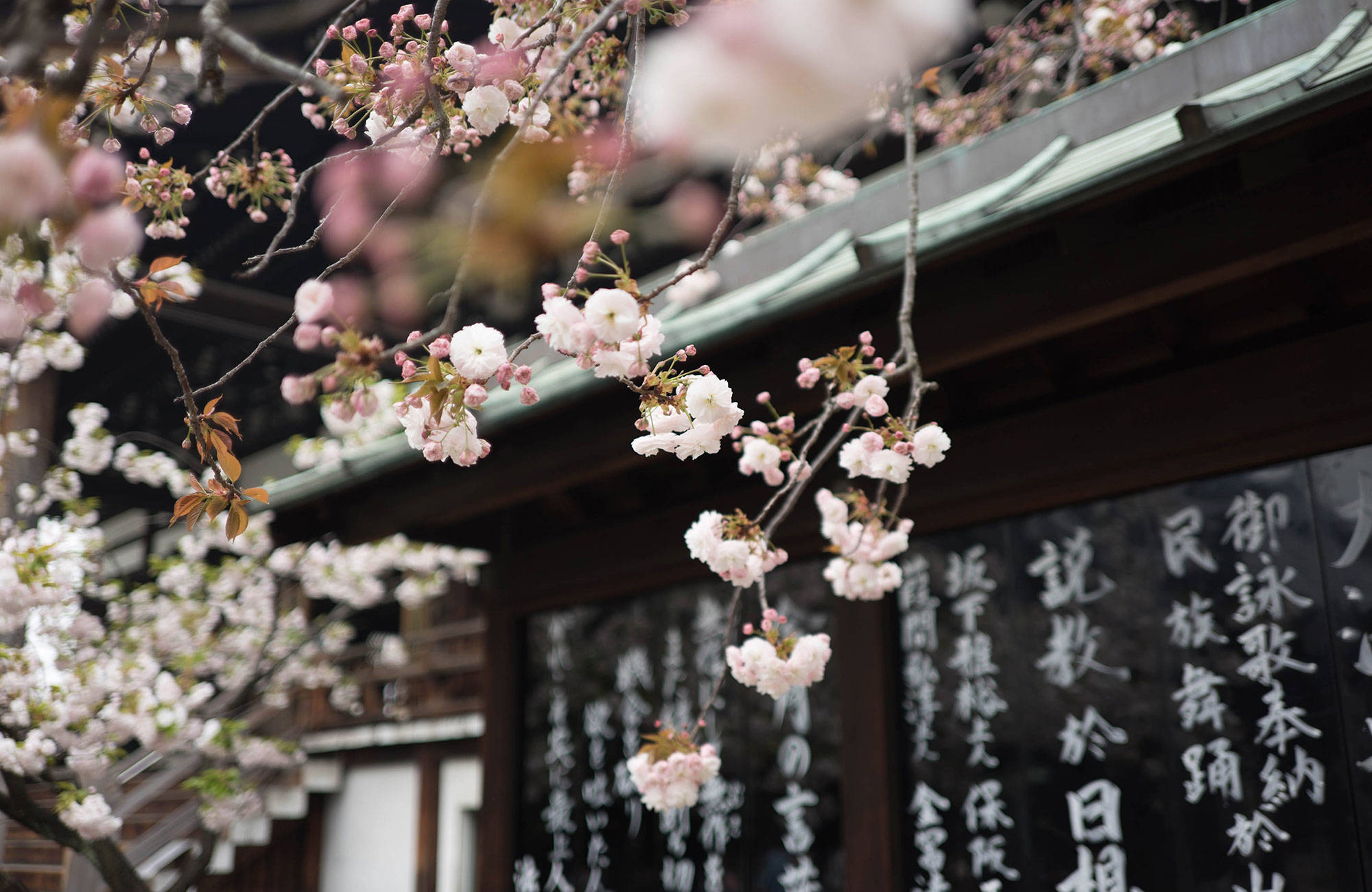 Ihastele kirsikankukkien loistoa Japanin matkalla