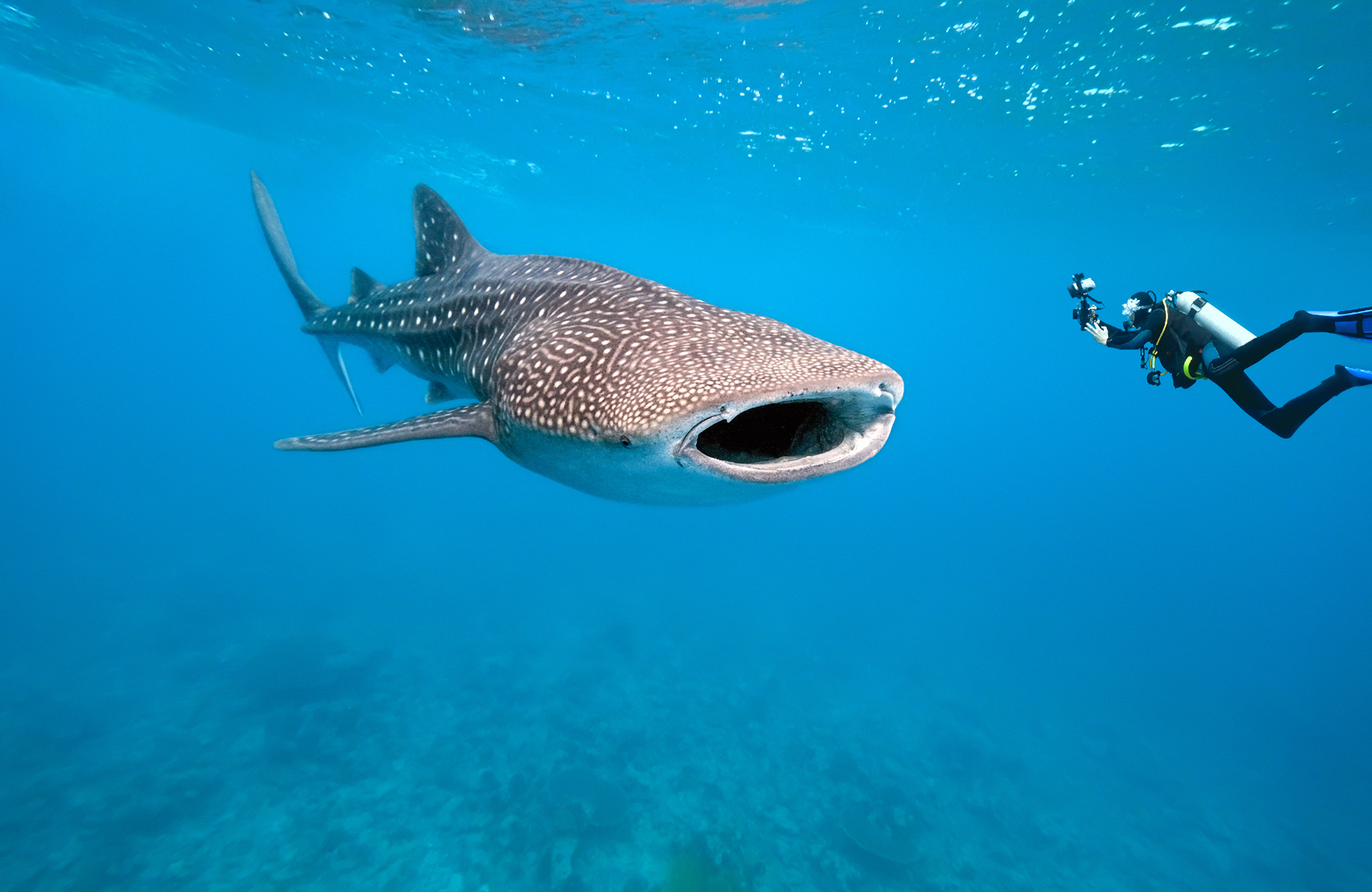 Haasta itsesi sukeltamaan haiden kanssa - KILROY
