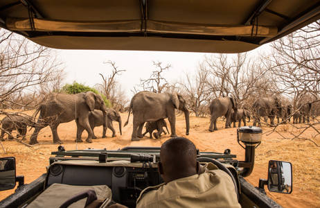 Suuntaa Choben kansallispuistoon Botswanan matkalla - KILROY