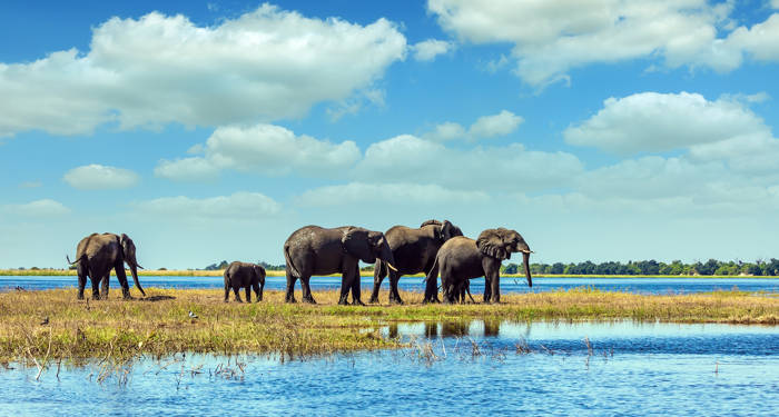 botswana-chobe-nationalpark-okavango-delta-elephants
