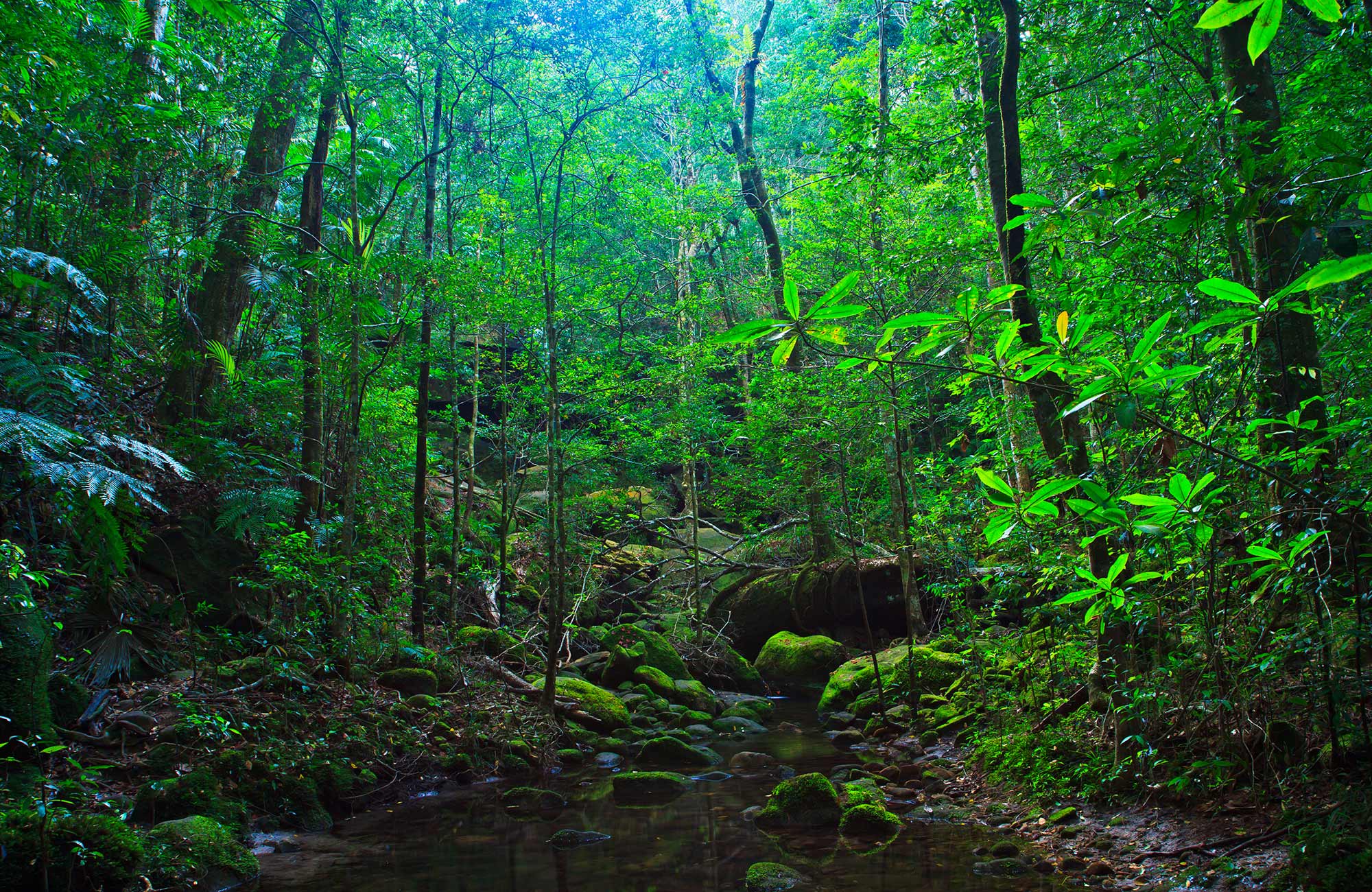 thailand-jungle-northern-thailand