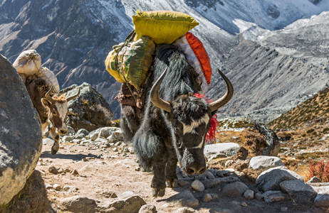 mount-everest-nepal-yak-caravan
