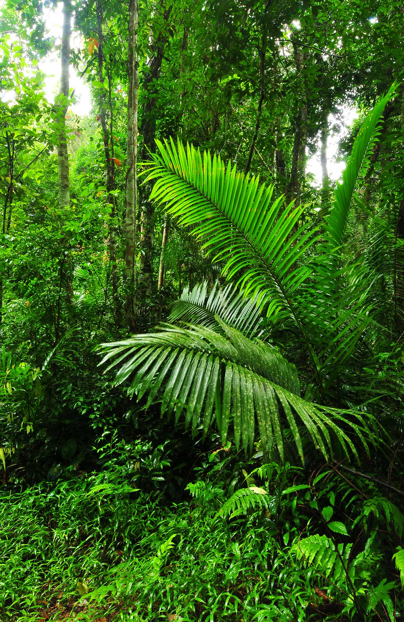 Vapaaehtoistyö - Luonnonsuojelu - KILROY
