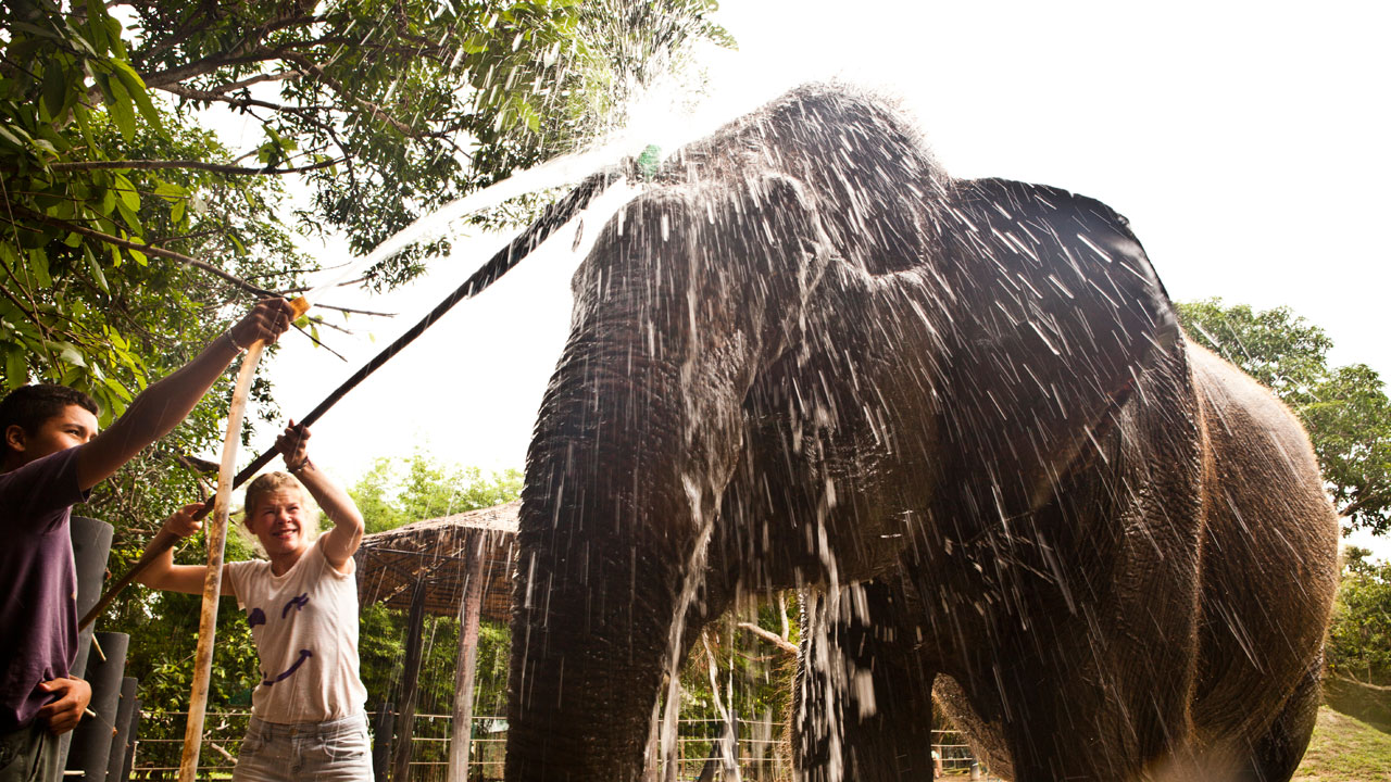 Young people washing an elephant at the refuge center