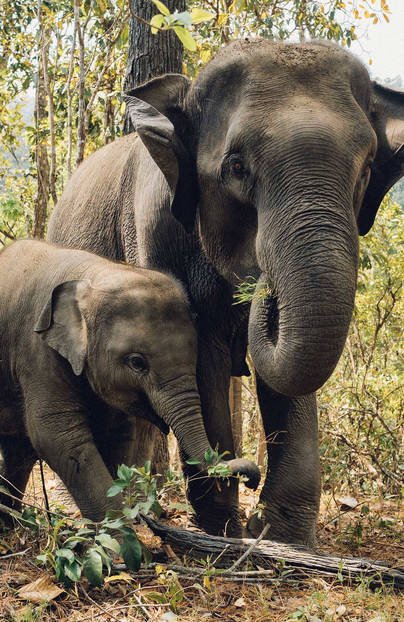 volunteering-asia-thailand-elephant-mom-and-baby-sidebar