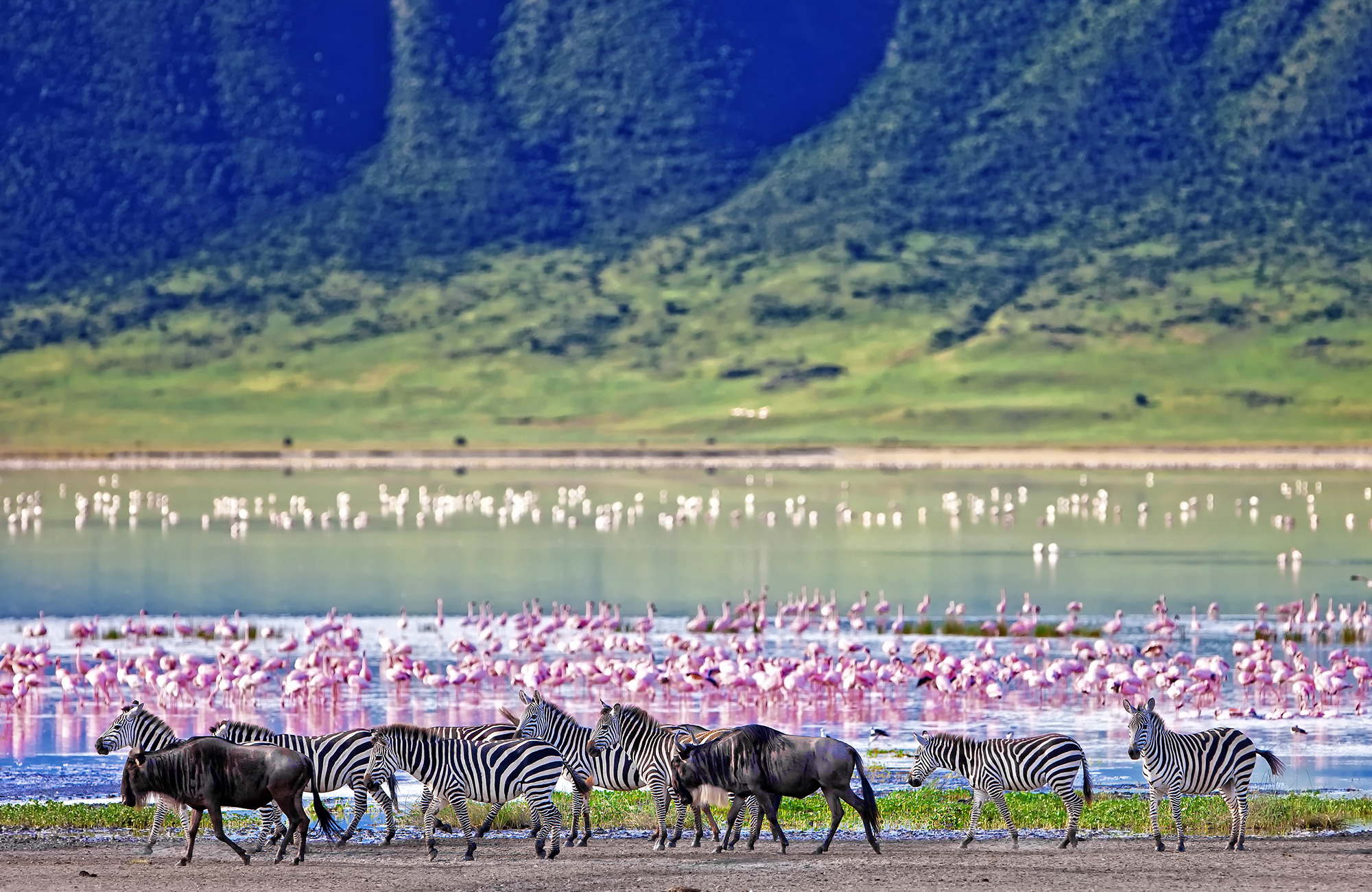safari-tanzania-ngorongoro-crater-zebras-wildebeests-flamingos-cover