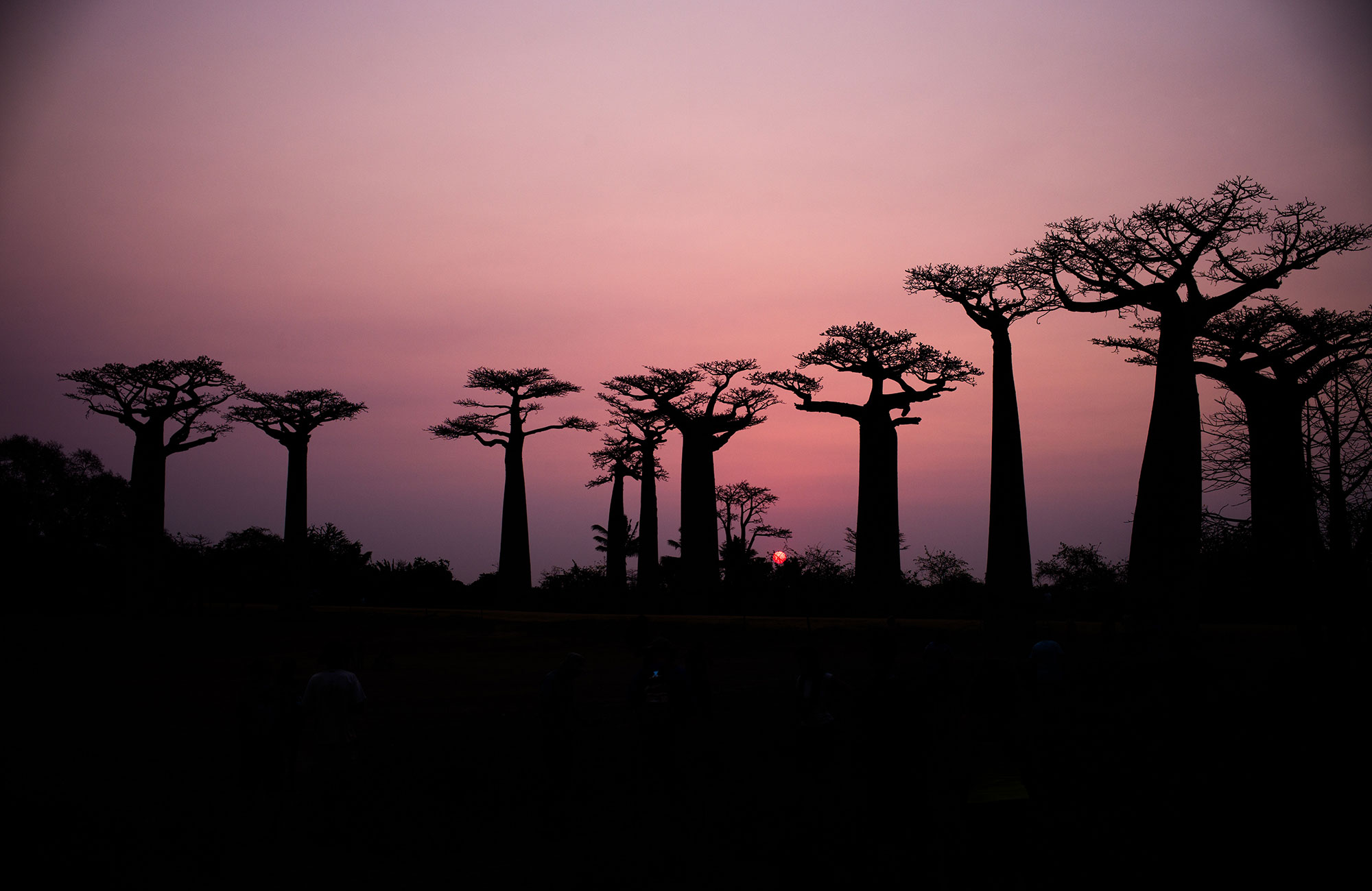 madagascar-baobab-trees-at-sunset