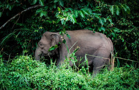 Elokuun matkat - Safari Borneossa - KILROY