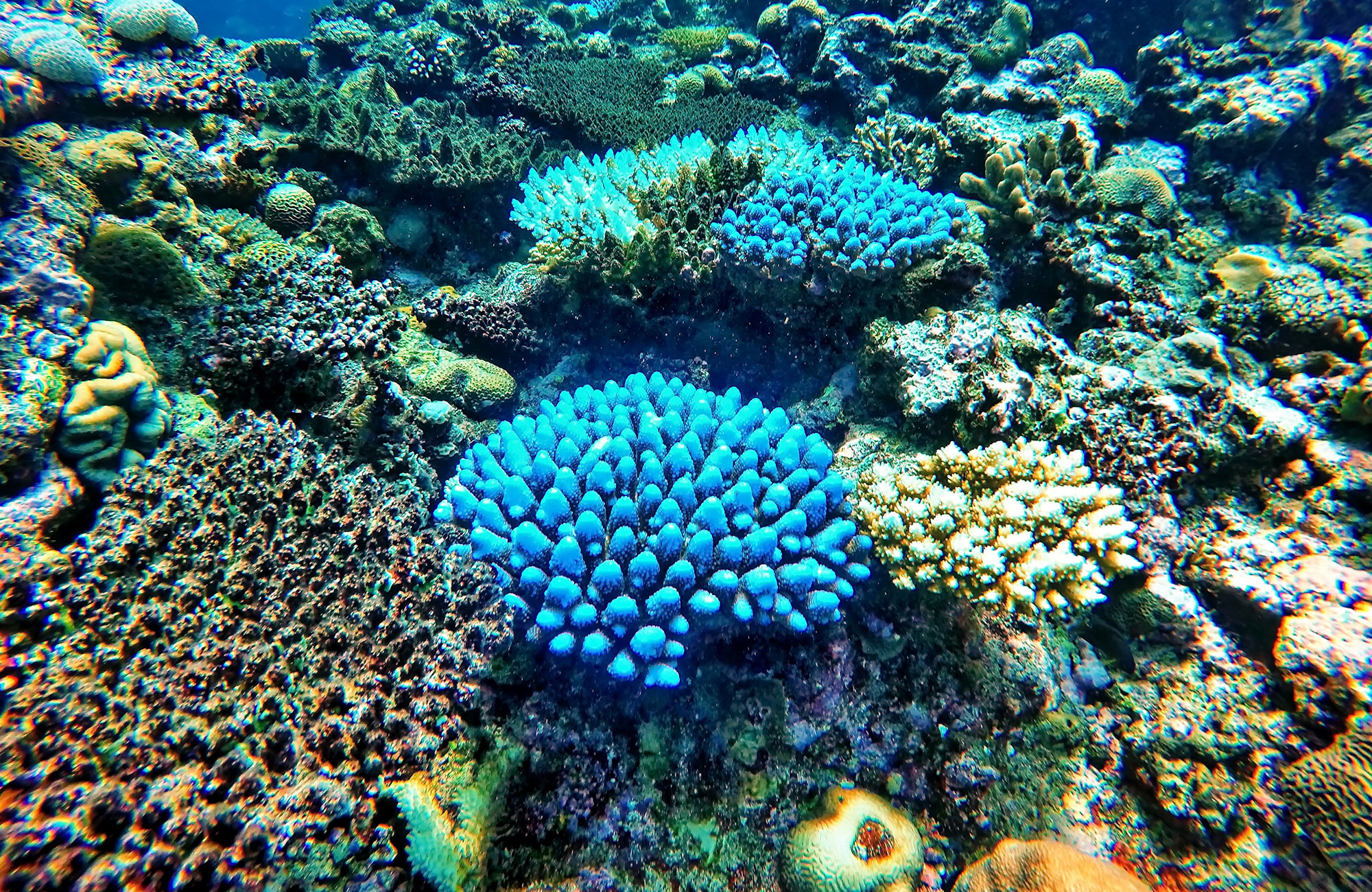 Sukellus Yasawa-saarilla - KILROY