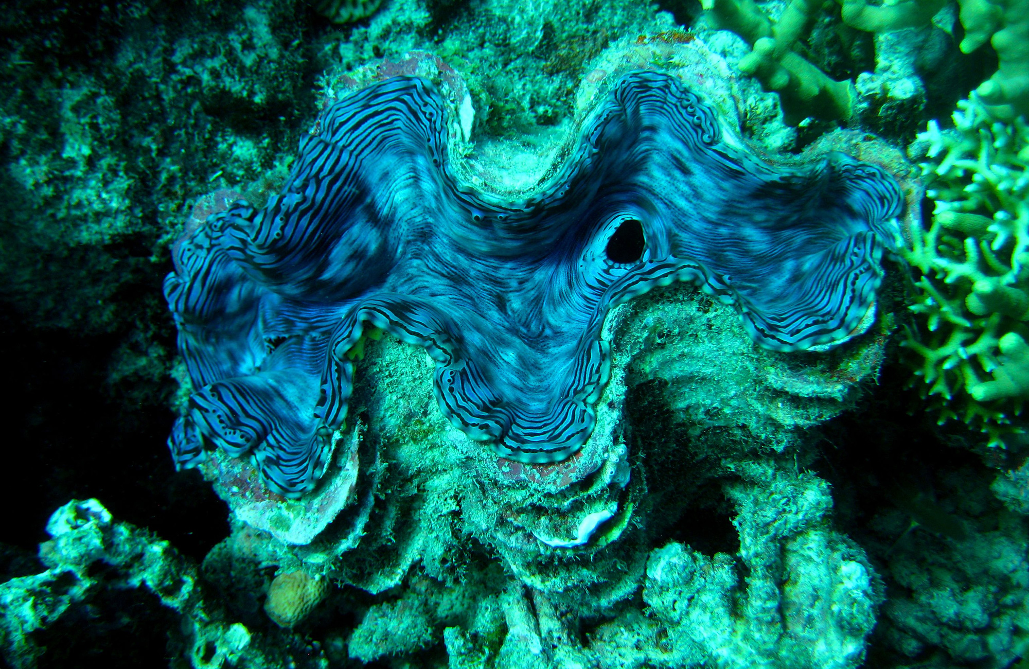 Sukellus Australiassa - KILROY