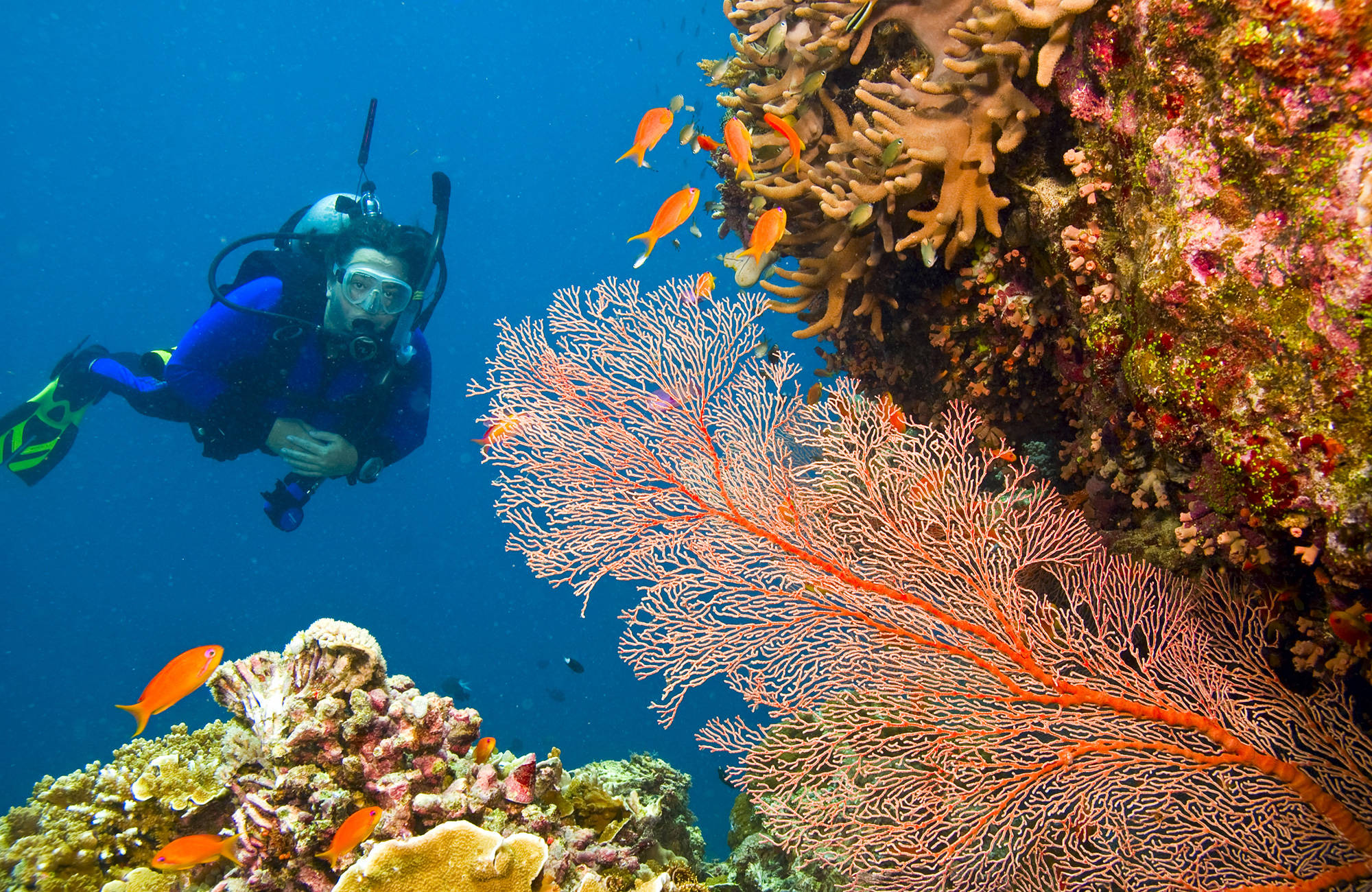Sukella Isolla koralliriutalla Australiassa