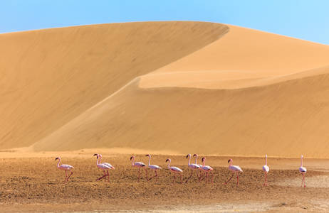 Koe Kalaharin aavikko Namibian matkalla - KILROY