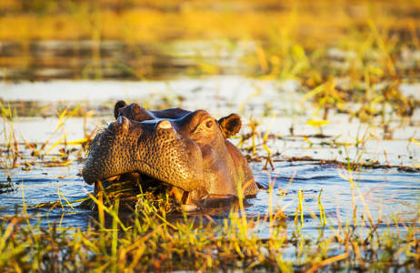 Hippo in the waters of Chobe National Park | KILROY