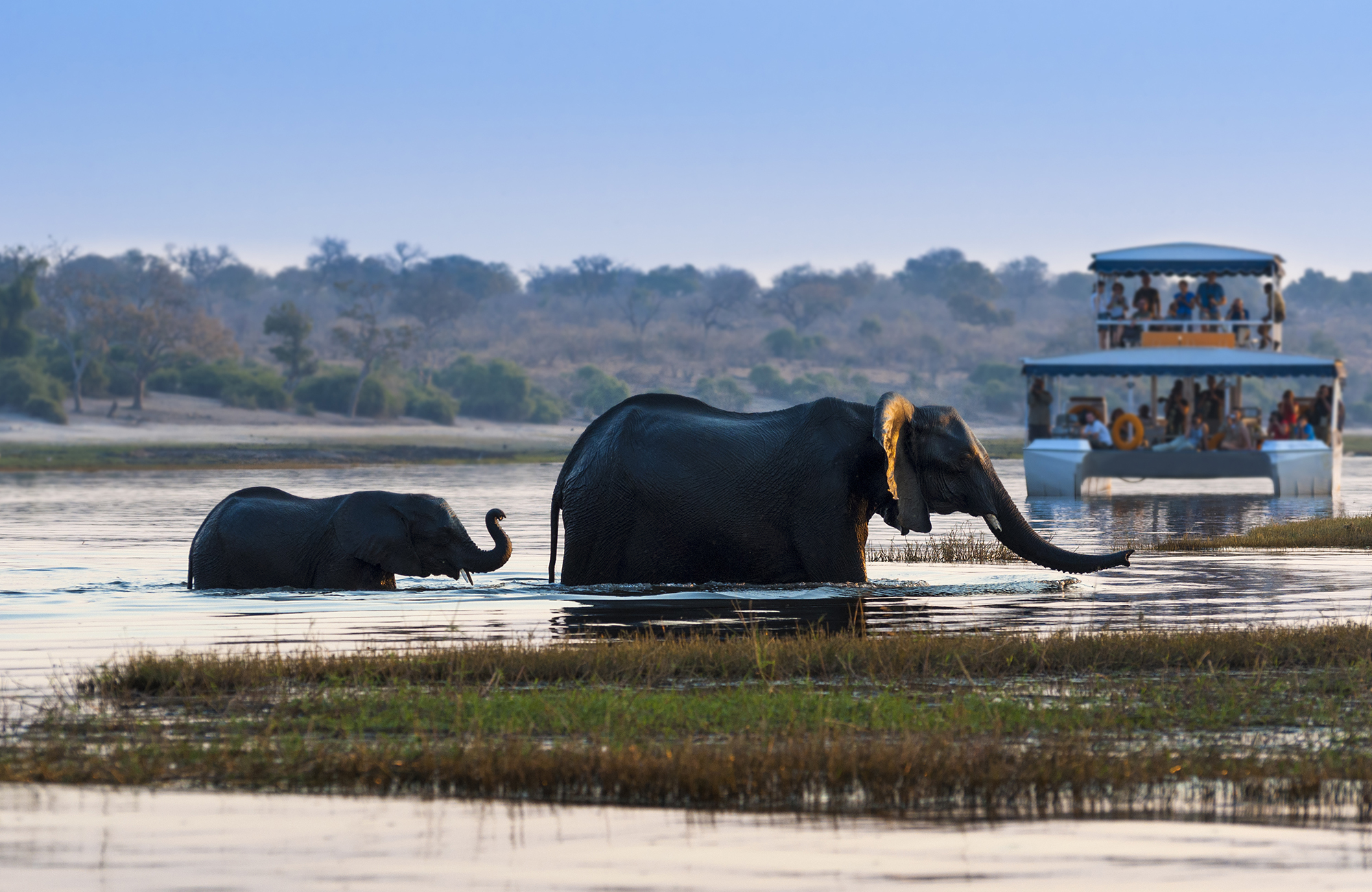 botswana-chobe-river-elephants-cruise
