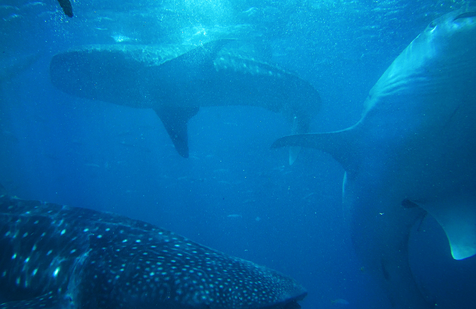 Parhaat sukelluskohteet - Sukella valashaiden seassa - KILROY