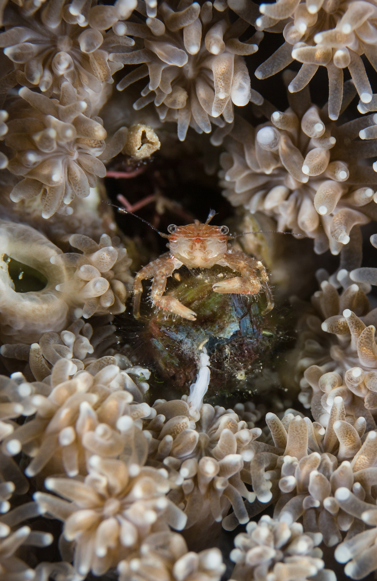 diving-coral-close-up-beige-colors-sidebar