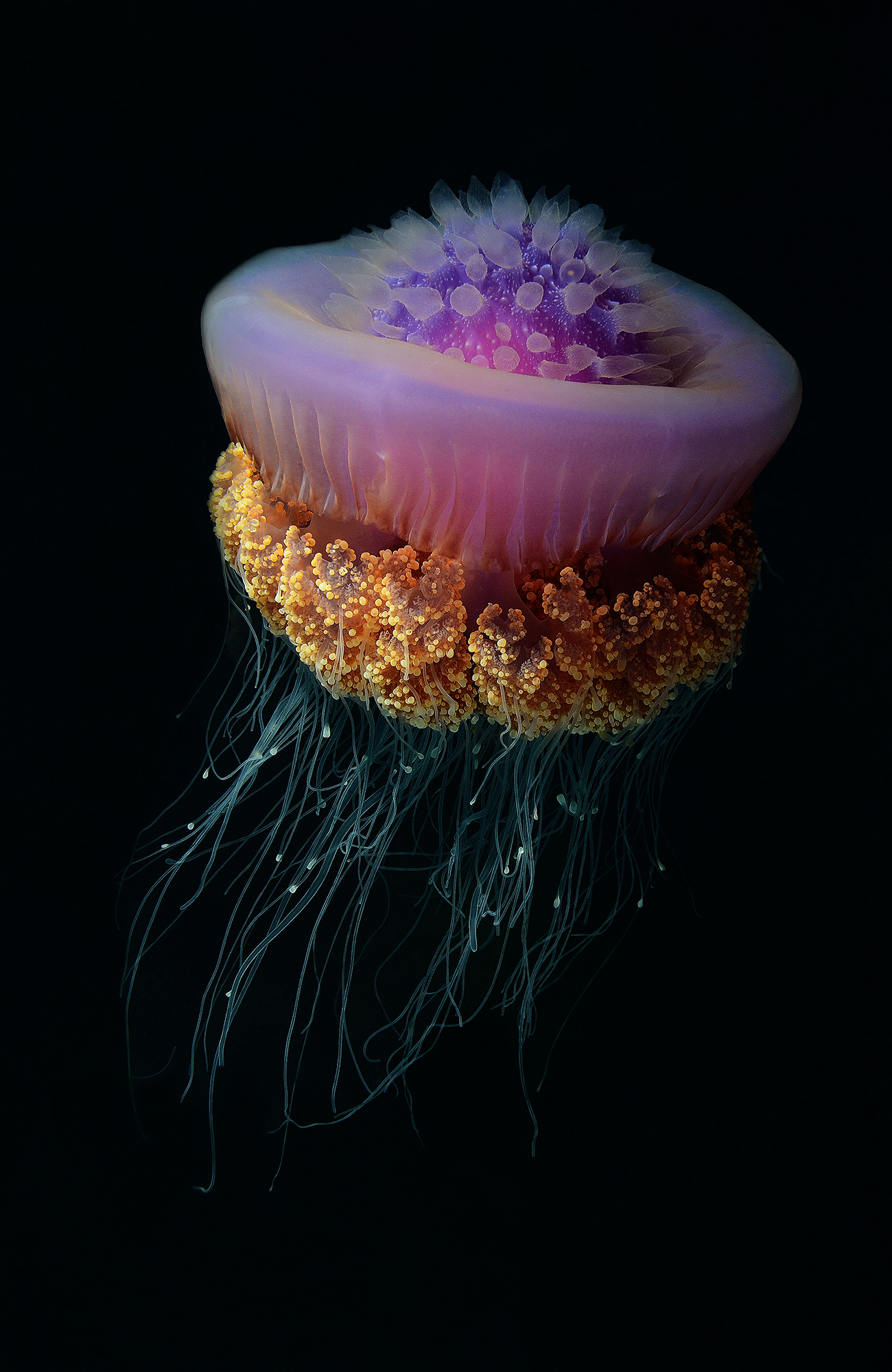 Sukellus Malediiveilla - KILROY