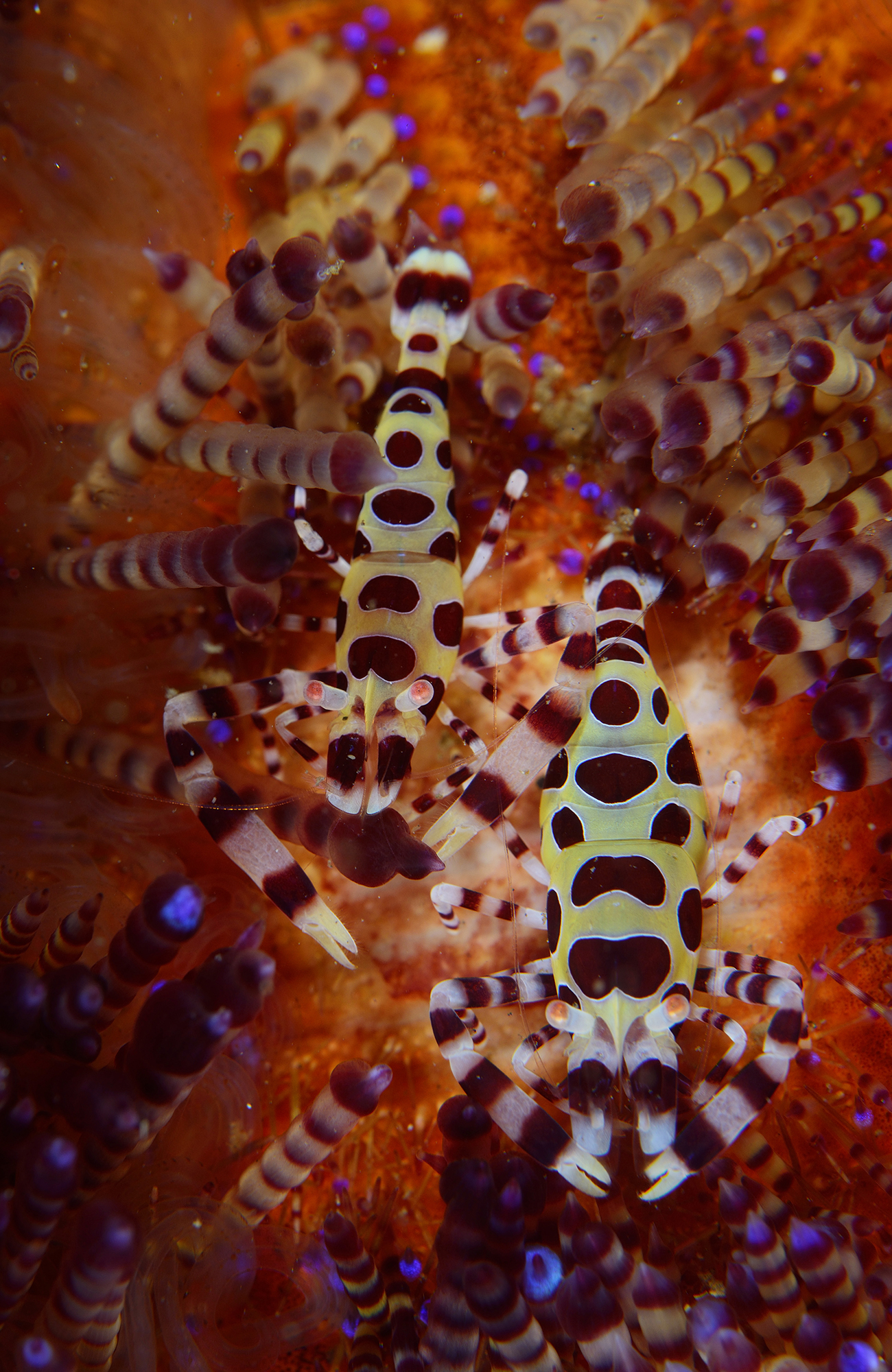 Sukellus Filippiineillä - KILROY