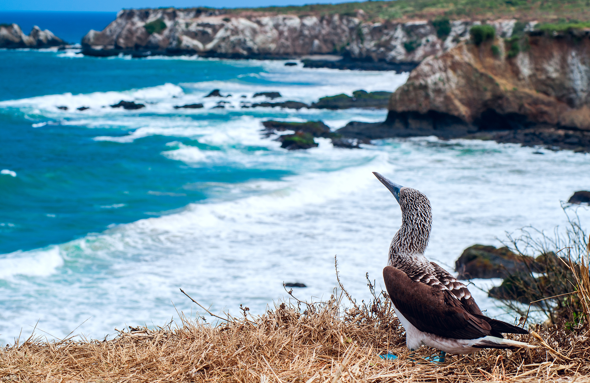 ecuador-isla-de-la-plata-blue-footed-boobie