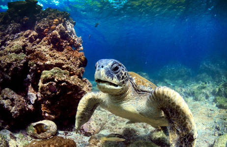 galapagos-islands-ecuador-sea-turtle-volcanic-rocks-underwater