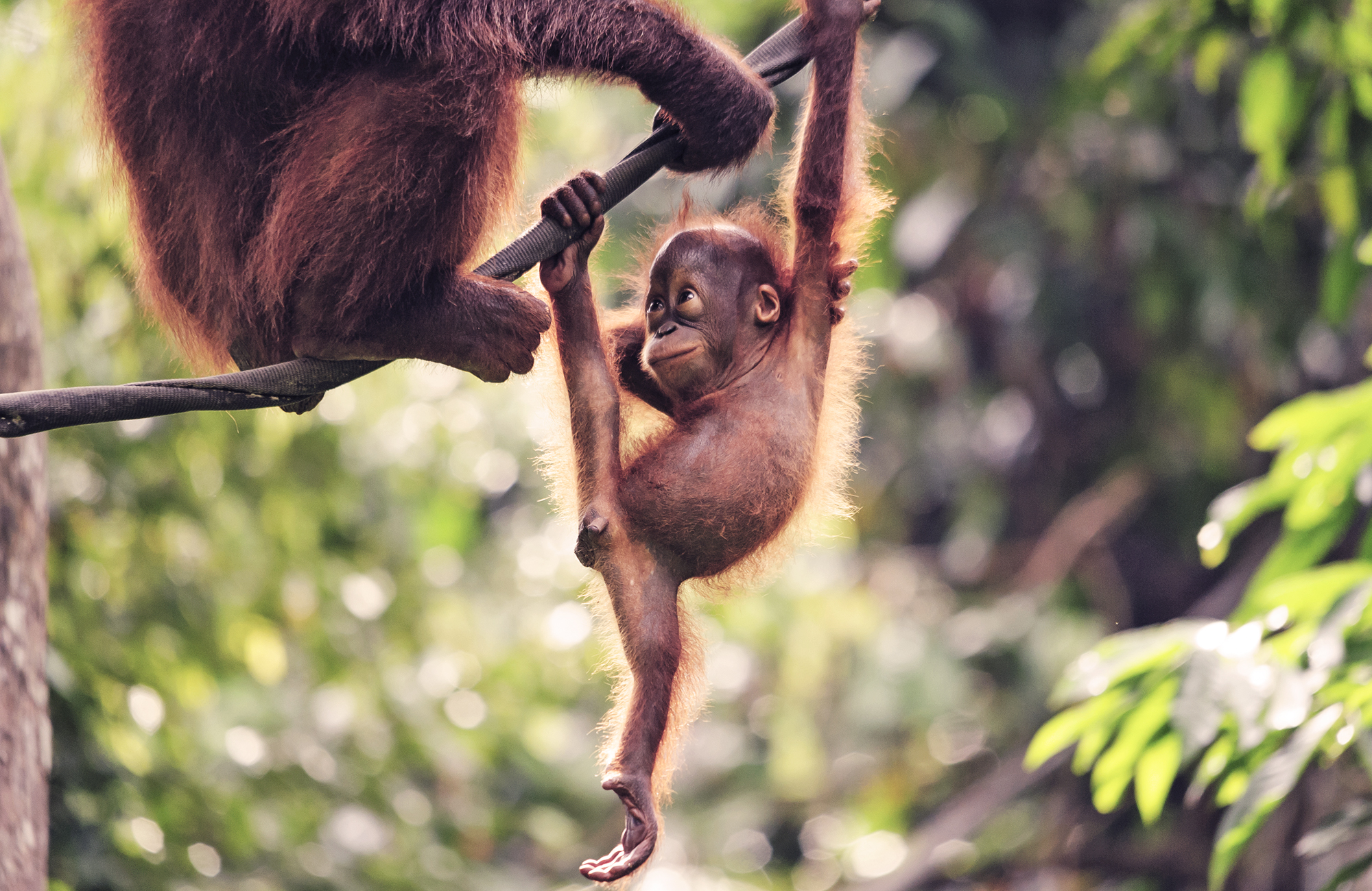 Baby and mother orangutan holding on to a tree branch