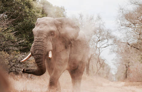 African elephant surrounded by dust | KILROY